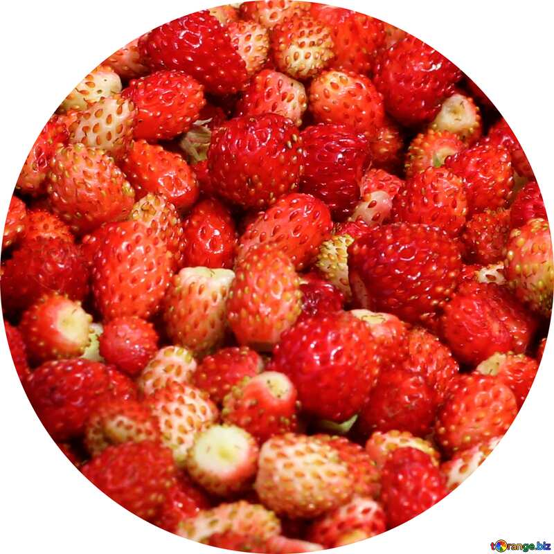 Image for profile picture Harvesting strawberries. №26026