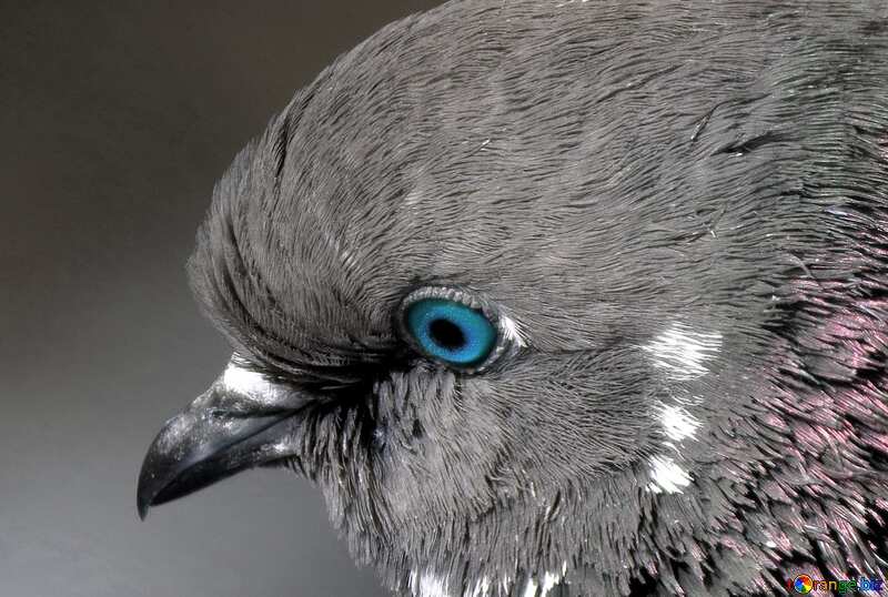 Image for profile picture Pigeon head. №19825