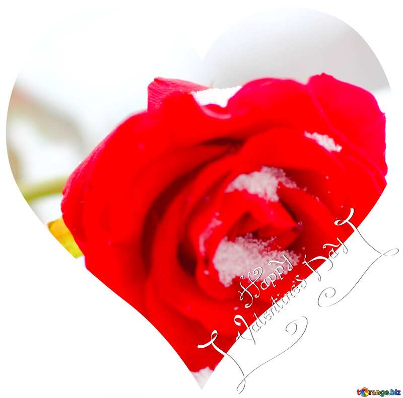 Image for profile picture Red rose on white snow. №17827