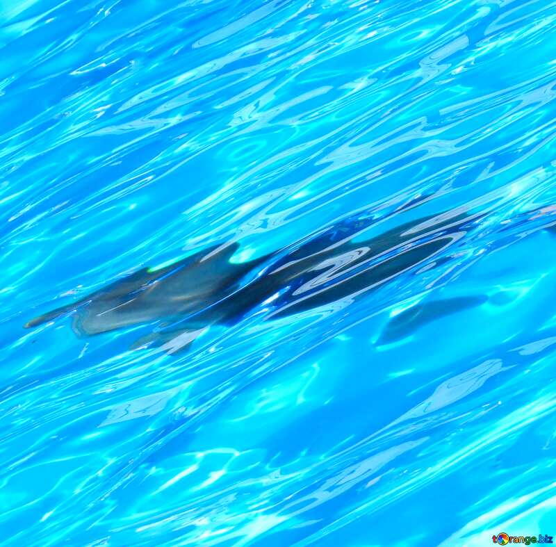 Image for profile picture Shadow in the water. №25494
