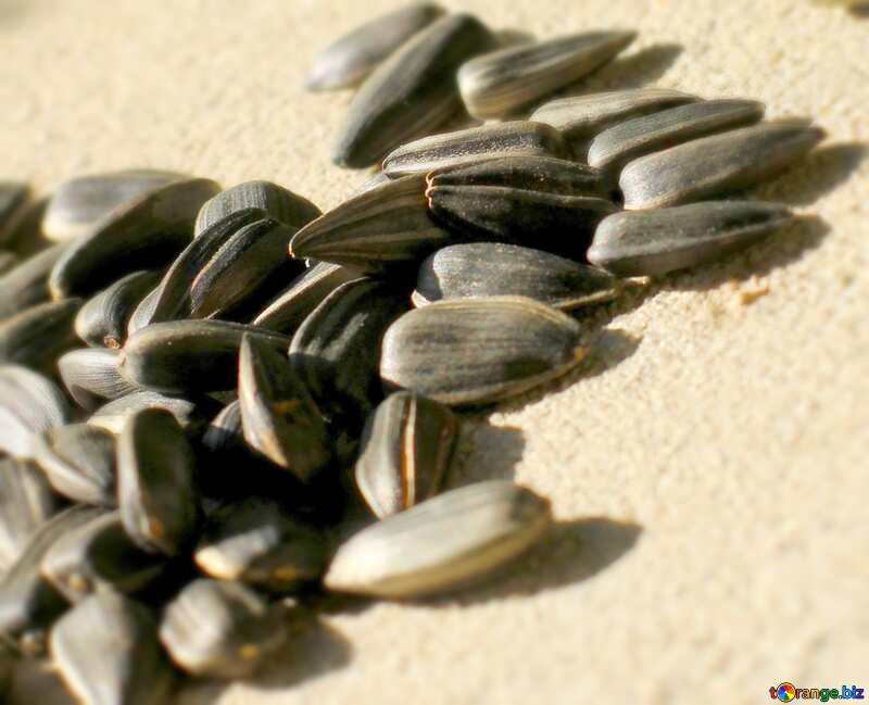 Image for profile picture Sunflower seeds. №26867