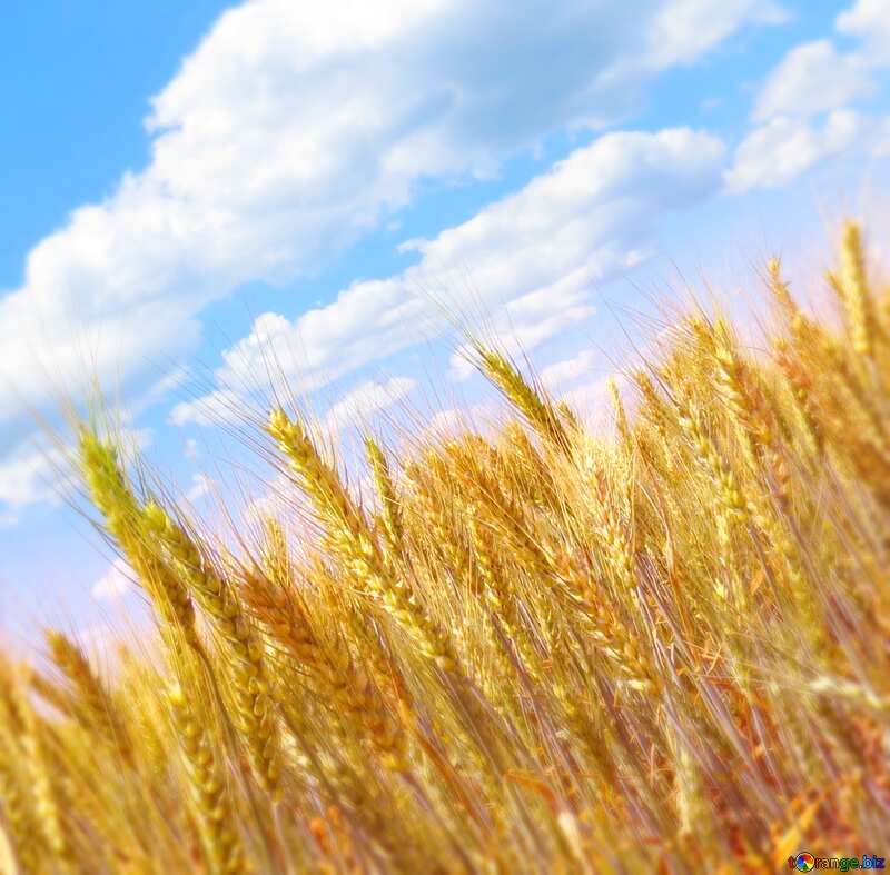 Image for profile picture Wheat field. №27269