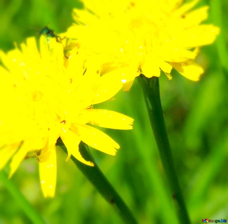 Image for profile picture Yellow flowers in the grass. №24920