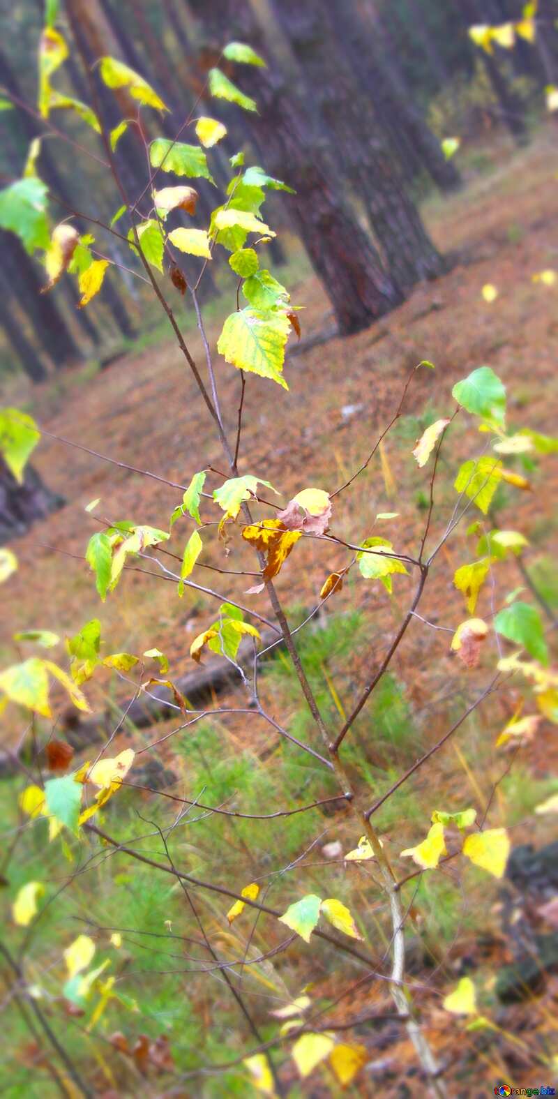 Image for profile picture Young birch in pine forest. №19121