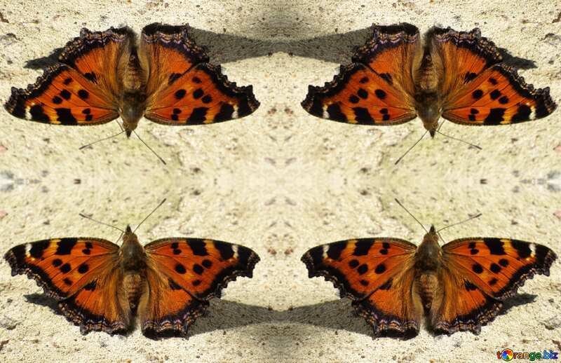 Texture. Orange Butterfly pattern №22267
