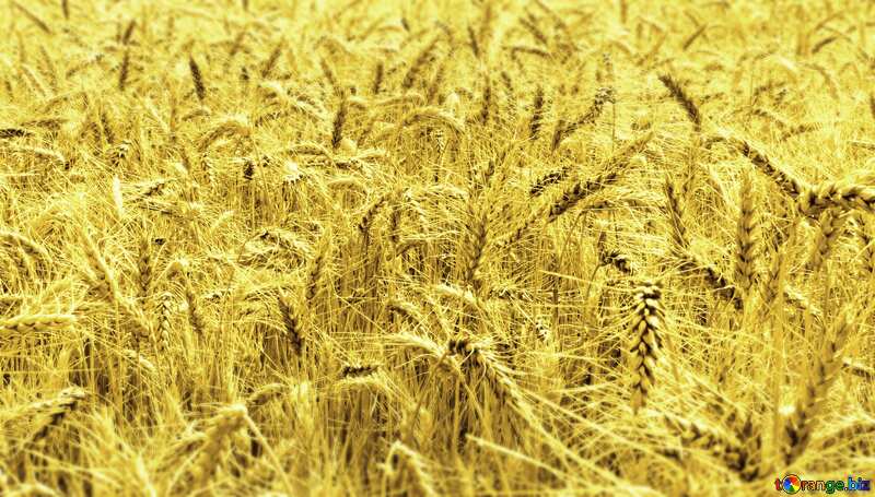 Wheat №26839