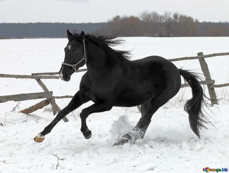 Winter dark horse runs on snow №18194