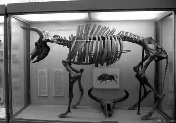 FX №180380  skeleton on museum