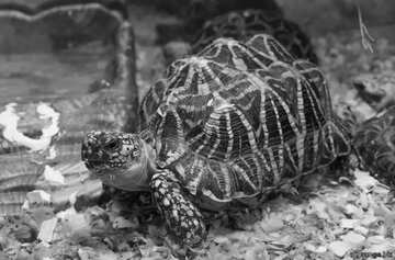 FX №180378 Eine Schildkröte in schwarz weiß