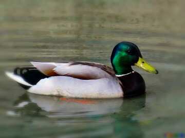 FX №180806  Duck on water