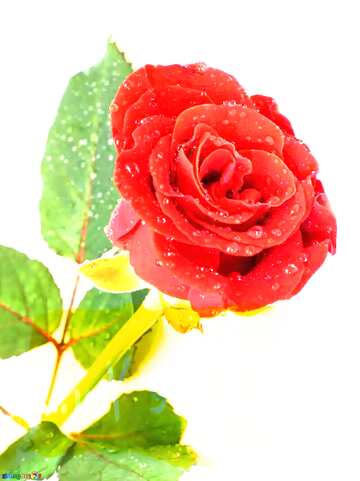 FX №180639  Rose flower