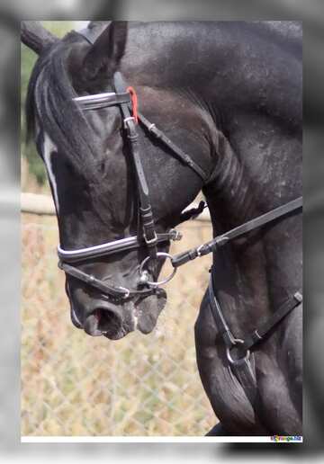 FX №180973 Horse grey frame