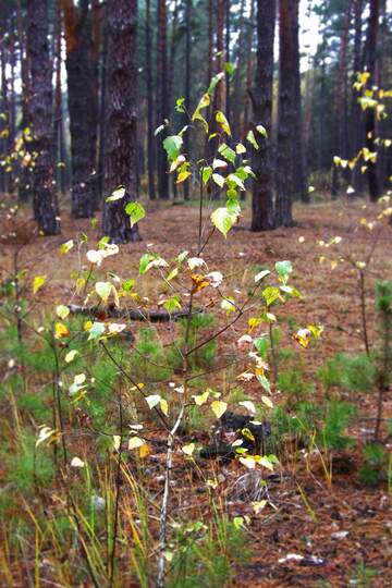 FX №180899 forest blur frame