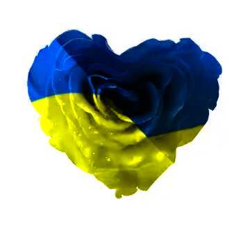 FX №180086  Rose Ukrainian heart