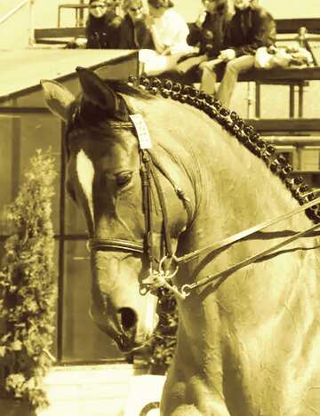 FX №180754 Sport Horse stallion