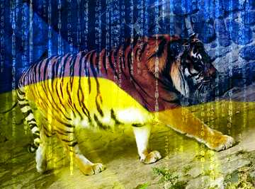 FX №180802  Ukrainian tiger