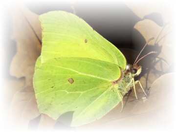FX №180730 green butterfly