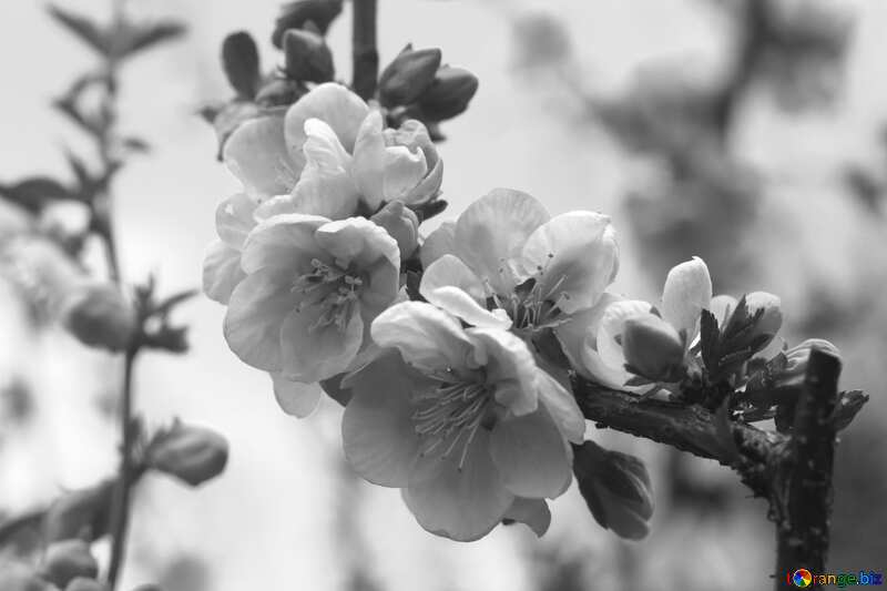 Tree  flowers  apple black and  white №39783