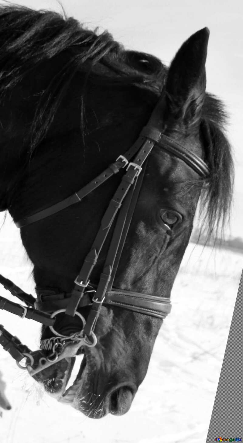  Winter portrait of horse black and  white №12232