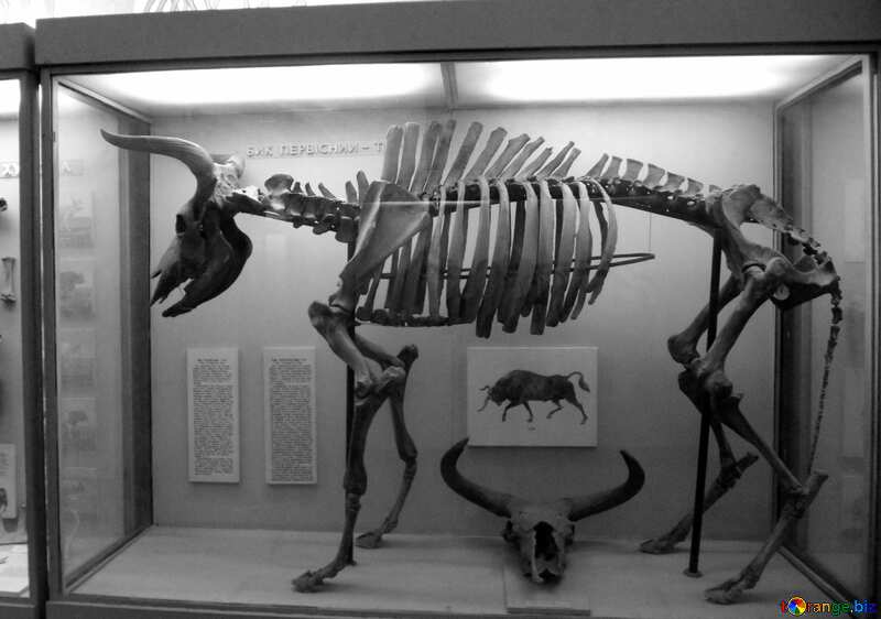  skeleton on museum №21470