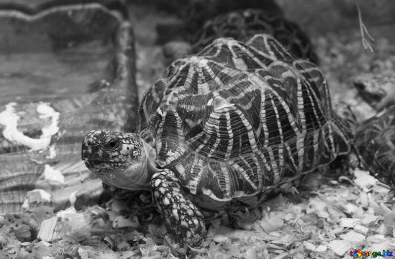 Eine Schildkröte in schwarz weiß №11153