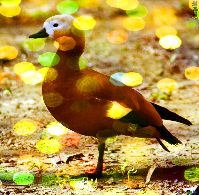  Ginger Duck bokeh background №4666