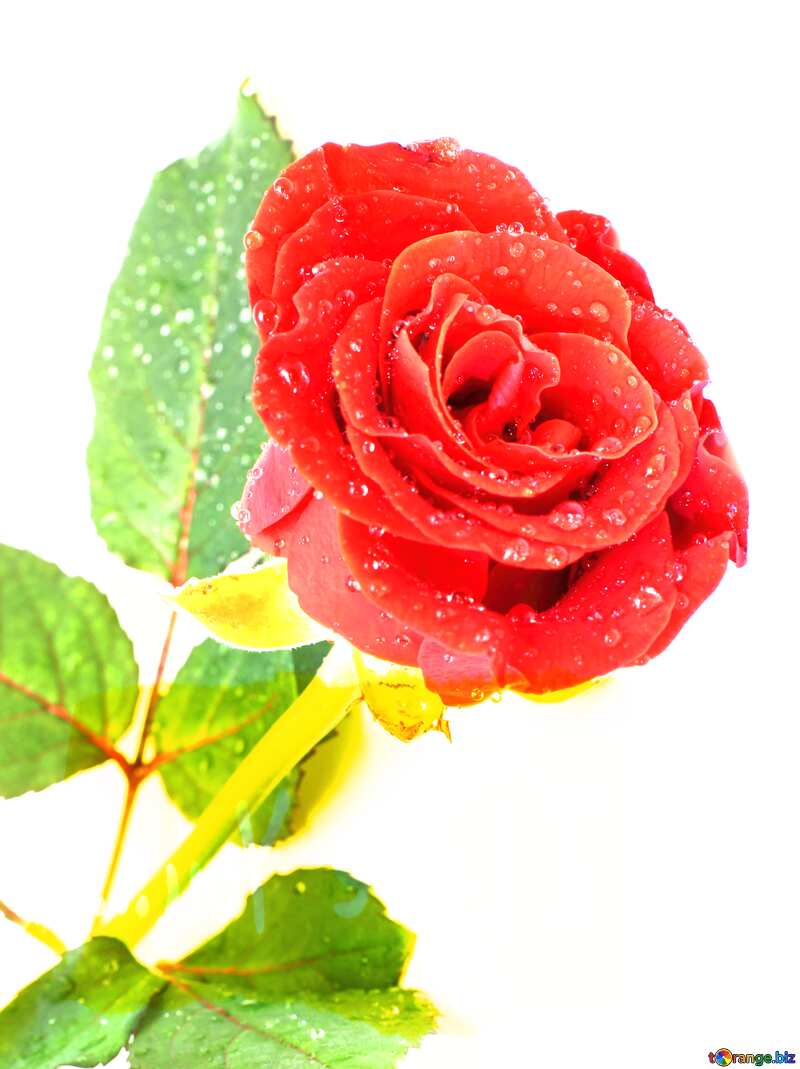  Rose flower №16883