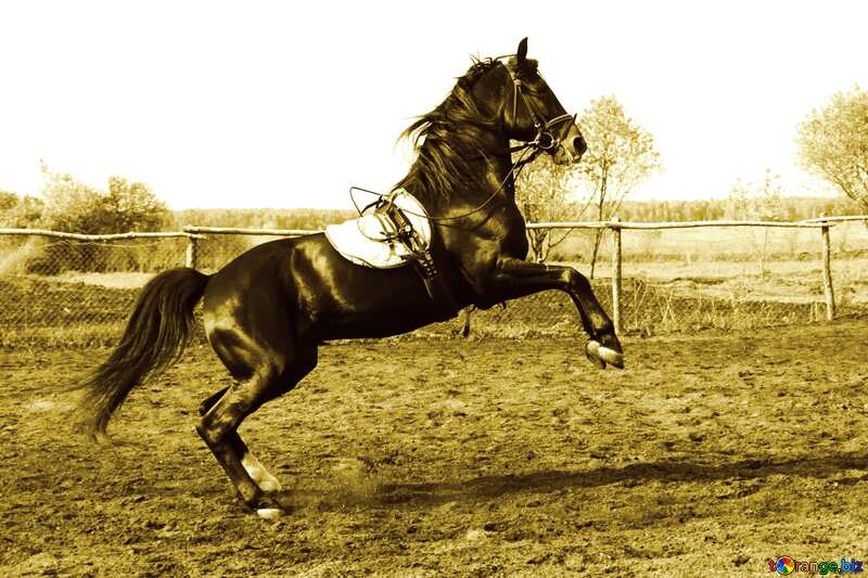 Training stallion  stained effect №1850