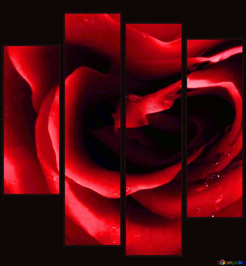  Rose close-up art card №17029