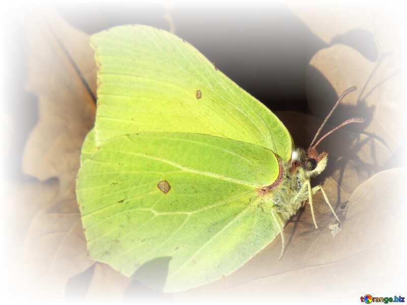 green butterfly №28770