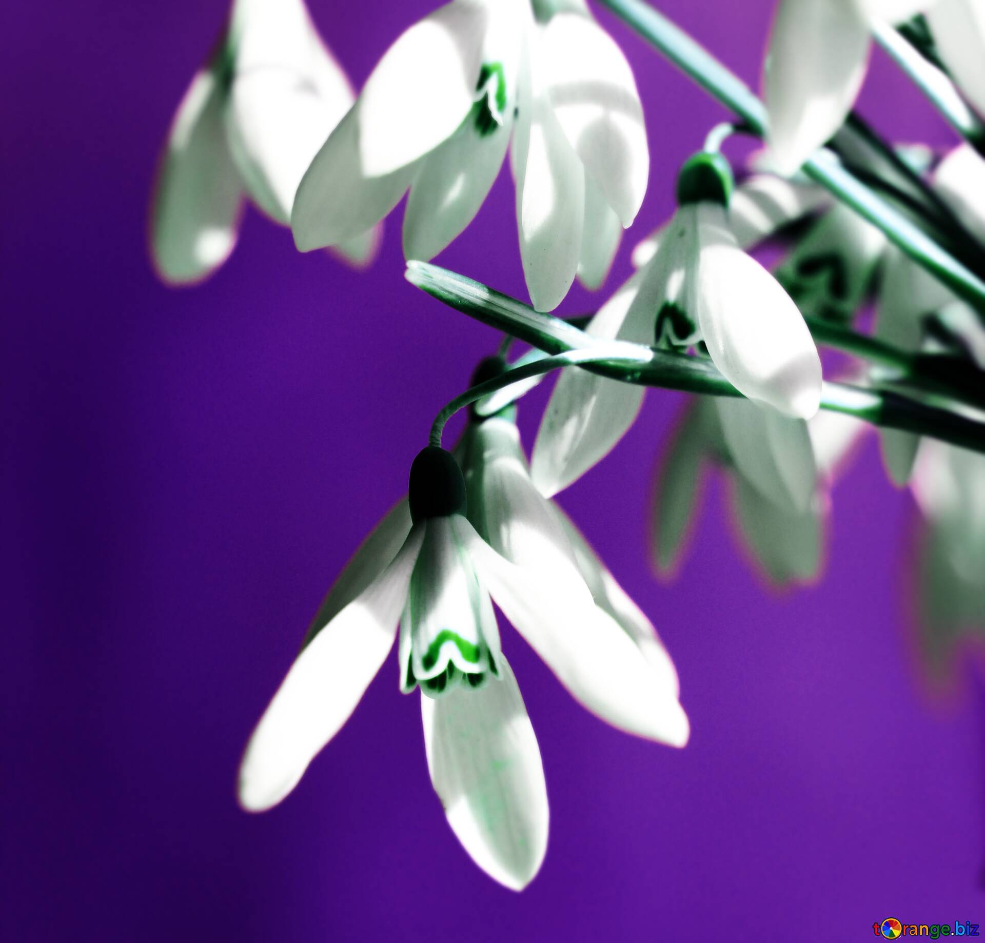 Download free picture Spring flower card on CC-BY License ~ Free Image