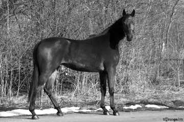 FX №181038 Ukrainian horse black white picture