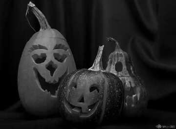 FX №181055 Funny pumpkin black and  white picture