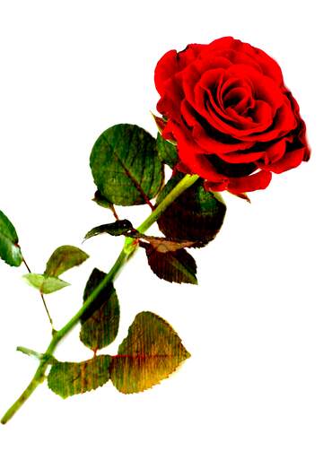 FX №181007 Red beautiful rose