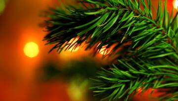 FX №181406  Christmas tree branch
