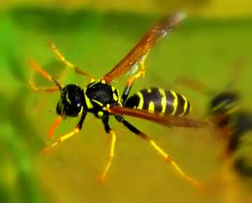 FX №181361 Wasp