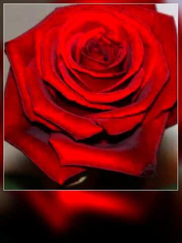 FX №181307  Red Rose flower motivation card