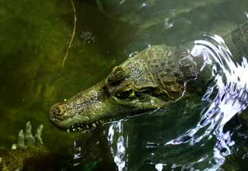 FX №181369  Crocodile dark water