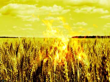 FX №181495  bread grain fields fire