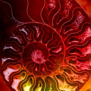 FX №181745 Ammonite Fire Background