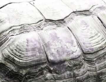 FX №181431  Turtle texture
