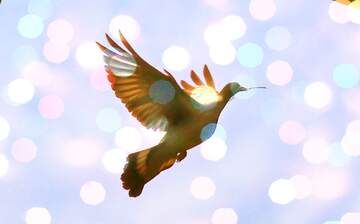 FX №181344 Dove of peace