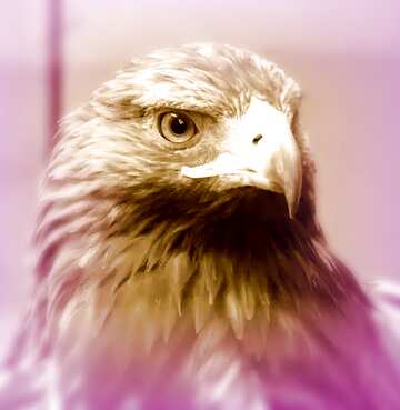 FX №181283  eagle