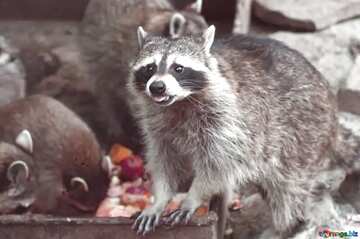 FX №181567  Raccoon gray