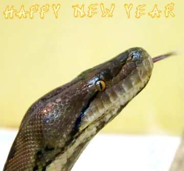 FX №181107 Happy New Year card for year of snake