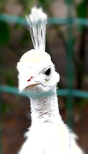 FX №181359  White peacock face