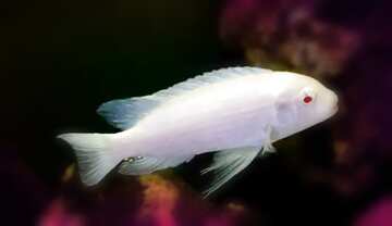 FX №181391  White fish