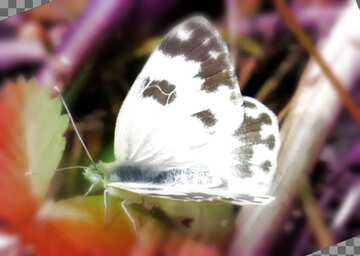FX №181398  White butterfly