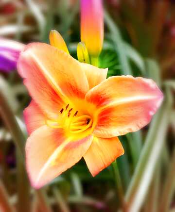 FX №181460  Orange Lily blur frame