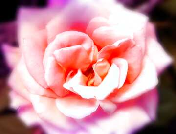 FX №181362  Rose shine